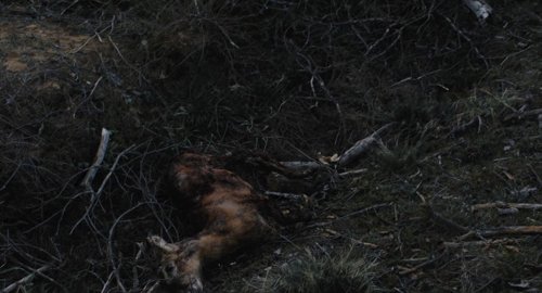 afire_frame_1739870259.6437669.jpg
