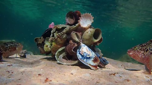my_octopus_teacher_frame_1749598596.8936355.jpg