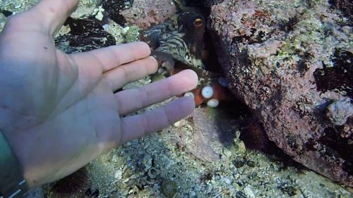 my_octopus_teacher_frame_1749598599.771261.jpg
