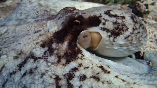 my_octopus_teacher_frame_1749598600.35761.jpg