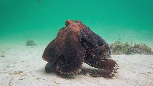 my_octopus_teacher_frame_1749598601.178238.jpg
