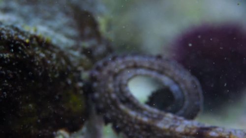 my_octopus_teacher_frame_1749598603.7995756.jpg