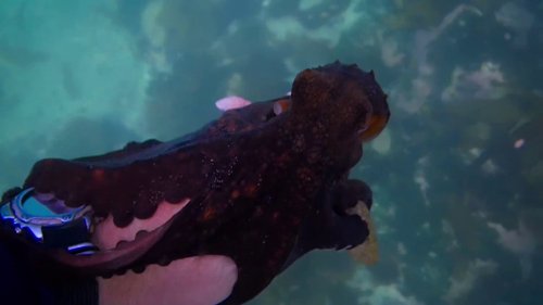 my_octopus_teacher_frame_1749598604.1934602.jpg