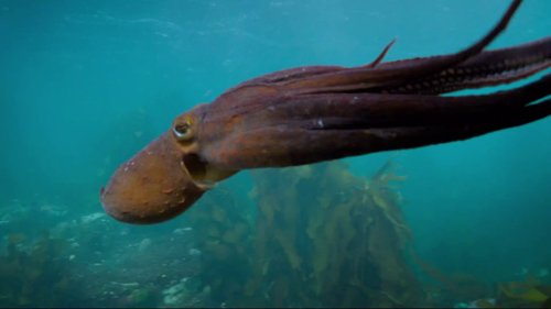 my_octopus_teacher_frame_1749598604.698265.jpg