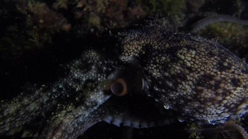 my_octopus_teacher_frame_1749598606.9270325.jpg