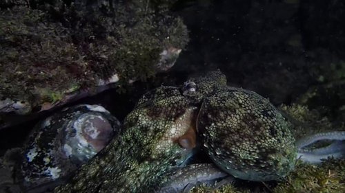 my_octopus_teacher_frame_1749598607.3048835.jpg