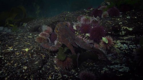 my_octopus_teacher_frame_1749598607.6142175.jpg