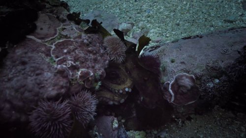 my_octopus_teacher_frame_1749598607.9006722.jpg