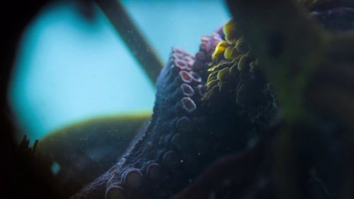 my_octopus_teacher_frame_1749598608.5072005.jpg