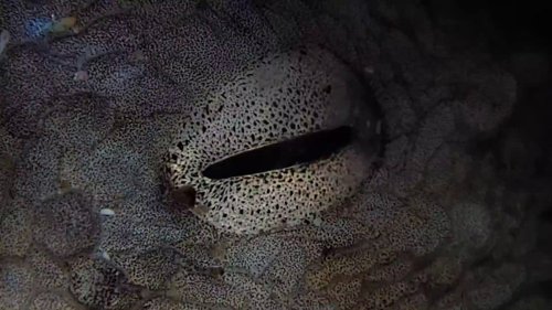 my_octopus_teacher_frame_1749598609.455258.jpg