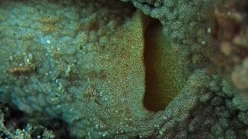 my_octopus_teacher_frame_1749598609.8422577.jpg