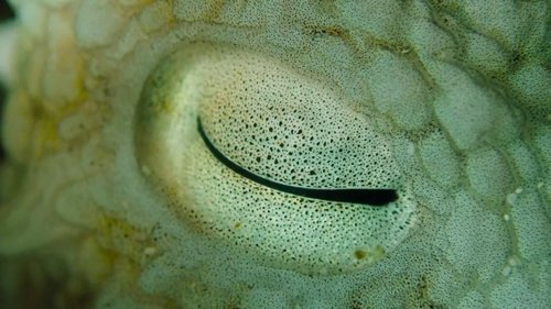 my_octopus_teacher_frame_1749598610.1704948.jpg