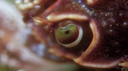 my_octopus_teacher_frame_1749598611.6969225.jpg