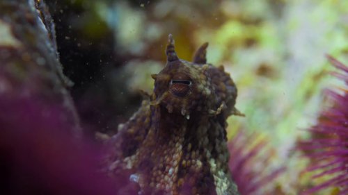 my_octopus_teacher_frame_1749598612.0567691.jpg