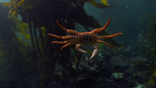 my_octopus_teacher_frame_1749598612.7203553.jpg