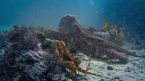 my_octopus_teacher_frame_1749598614.1081867.jpg