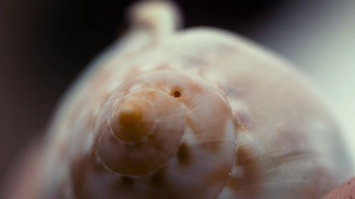 my_octopus_teacher_frame_1749598614.8756711.jpg
