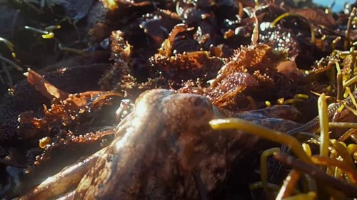 my_octopus_teacher_frame_1749598617.7334192.jpg