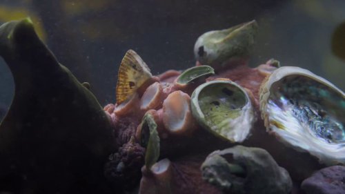 my_octopus_teacher_frame_1749598618.402909.jpg