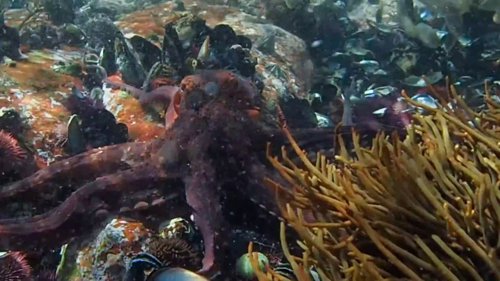 my_octopus_teacher_frame_1749598620.2032402.jpg