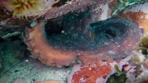my_octopus_teacher_frame_1749598620.7468843.jpg