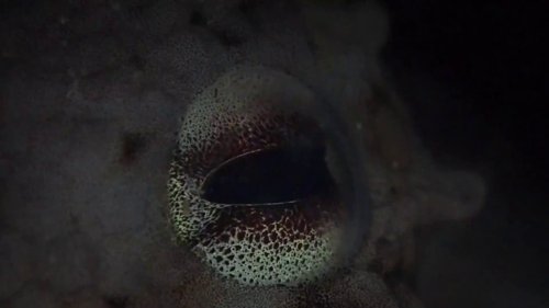 my_octopus_teacher_frame_1749598621.353185.jpg