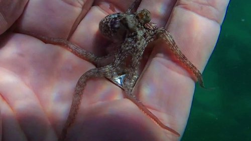my_octopus_teacher_frame_1749598623.7885869.jpg