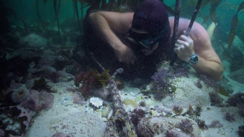 my_octopus_teacher_frame_1749598624.8670068.jpg